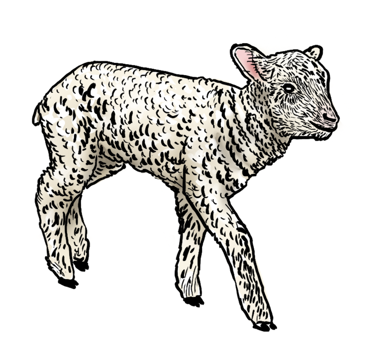 lamb_2.png